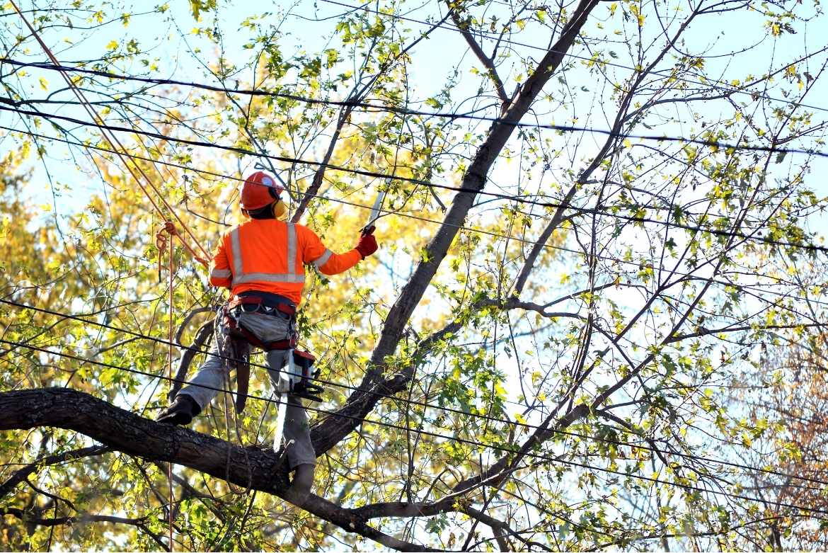 electrician climbing a tree, working on powerlines.